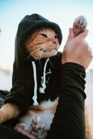 B2B PET HOODIE